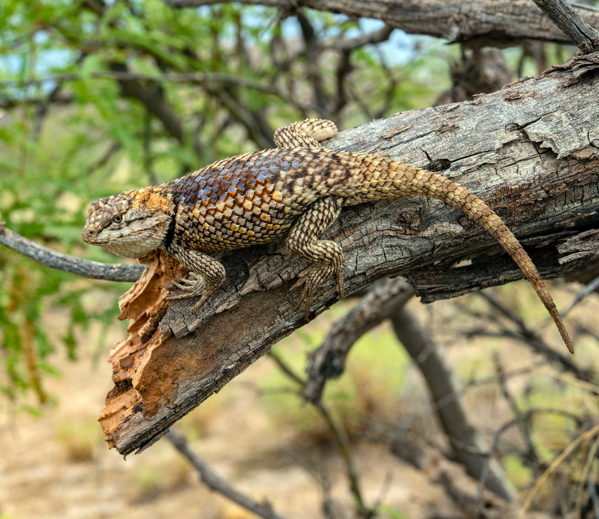 Voucher that Record - Amphibians & Reptiles of AZ Books